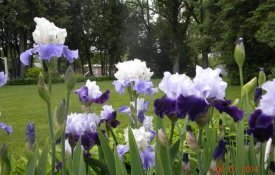 iris front yard