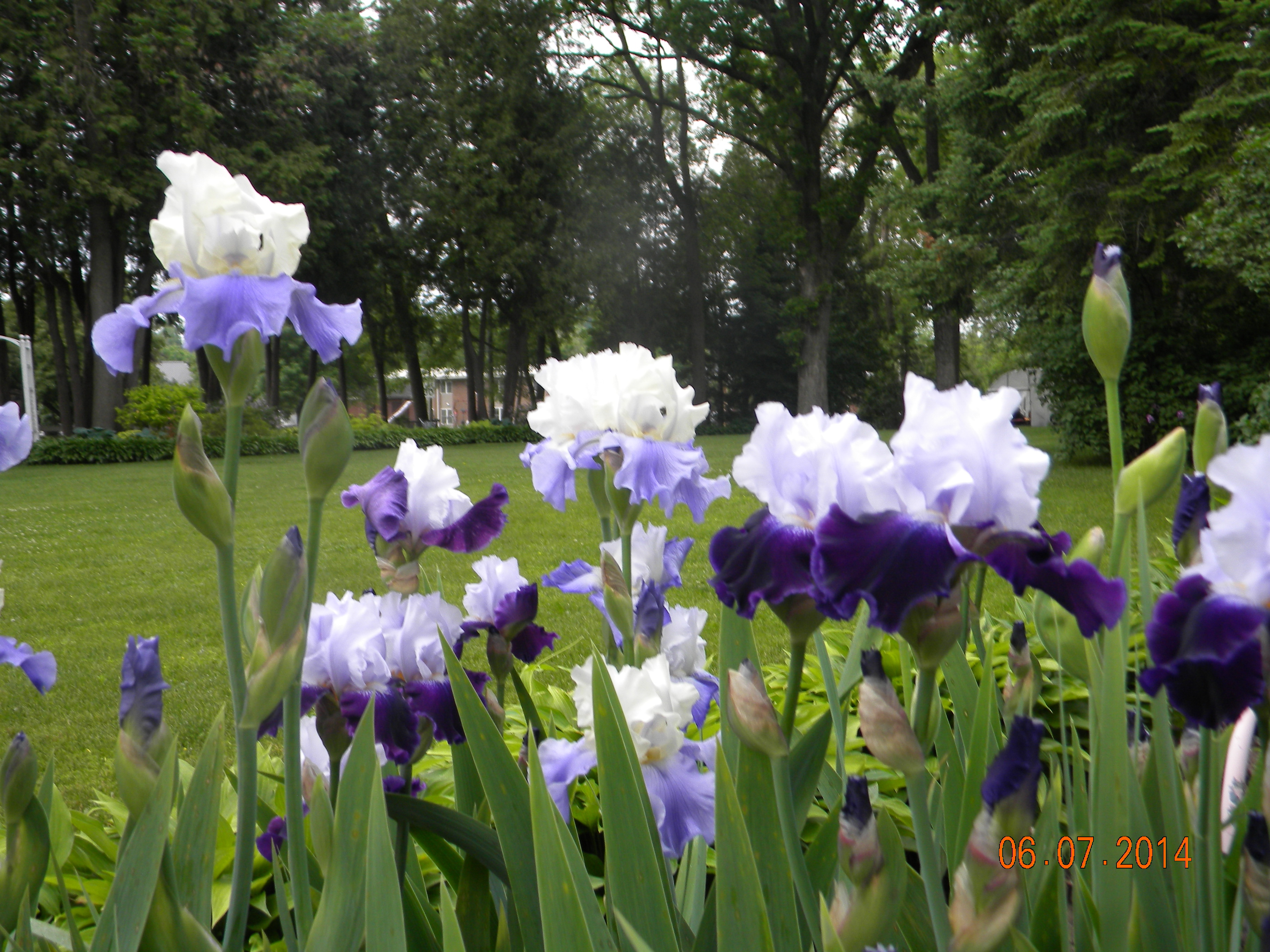 iris front yard